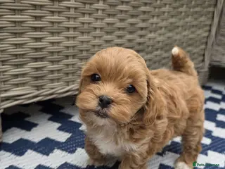 Maltipoo dogs Adorable Tiny Toy Maltipoo puppies 🐶 - Advert 15