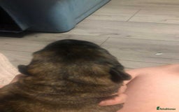 Mixed Breed dogs for sale: Cane corso cross German shepherd puppy’s  - Image 18
