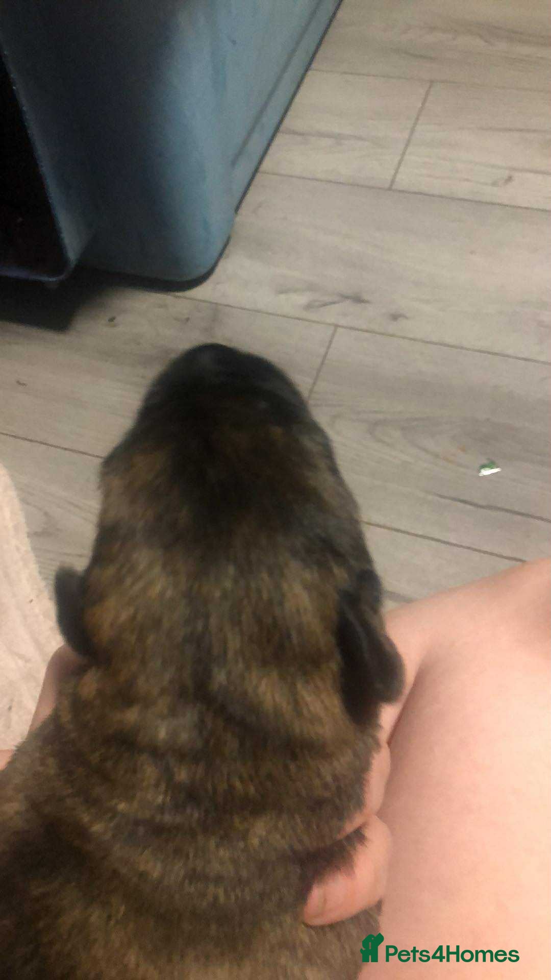 Mixed Breed dogs for sale: Cane corso cross German shepherd puppy’s  - Image 18