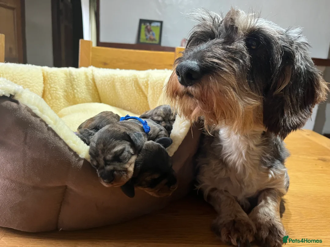 Dachshund dogs for sale: KC OUTSTANDING WIRE HAIRED DACHSHUND  - Advert 2