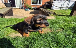 Mixed Breed dogs for sale: Wire Haired Daschund x Rottweiler  - Image 11