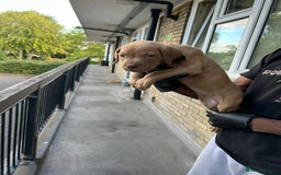 Mastiff dogs for sale: Mastiff X Pups - Advert 16