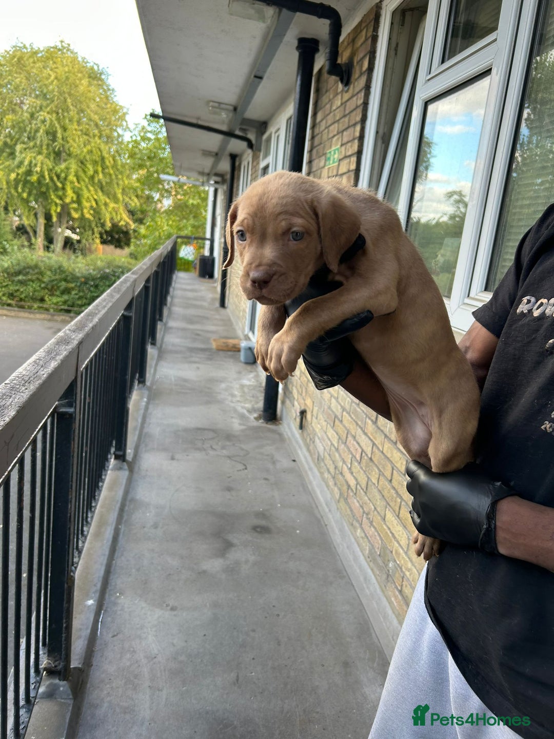 Mastiff dogs for sale: Mastiff X Pups - Advert 16