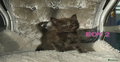 Maine Coon cats - Advert 11