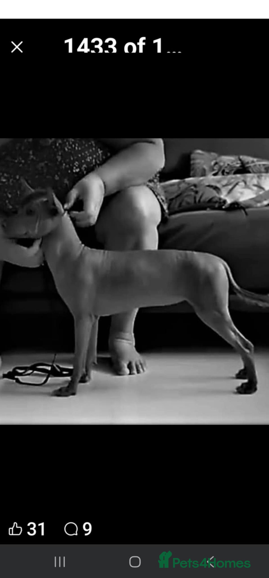 Mexican Hairless dogs for sale: 2 mini girls 2 coated boys - Advert 9