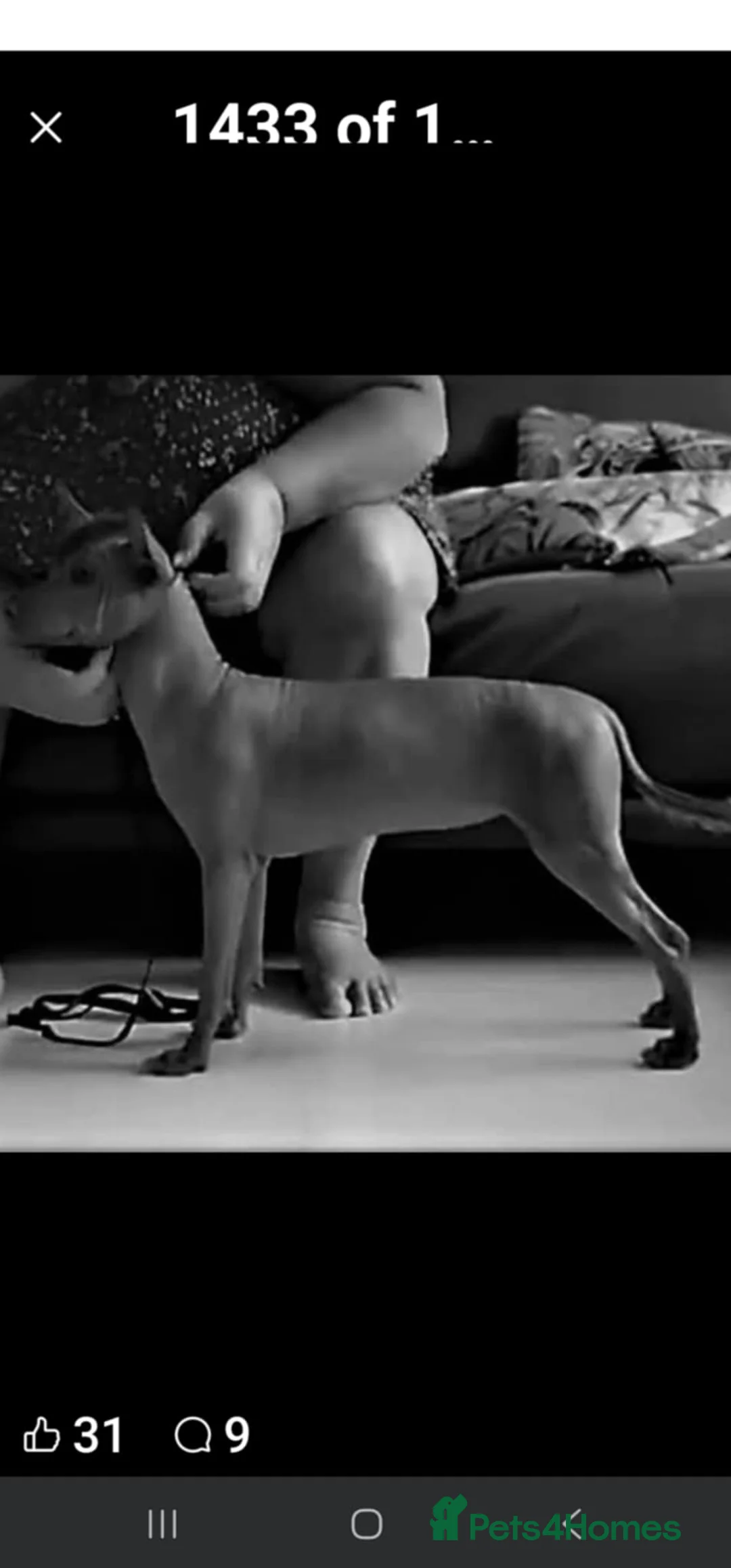 Mexican Hairless dogs for sale: 1 mini girl naked 1400 - Advert 10