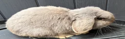 Mini Lop rabbits for sale: Lilac mini lop buck  - Advert 1