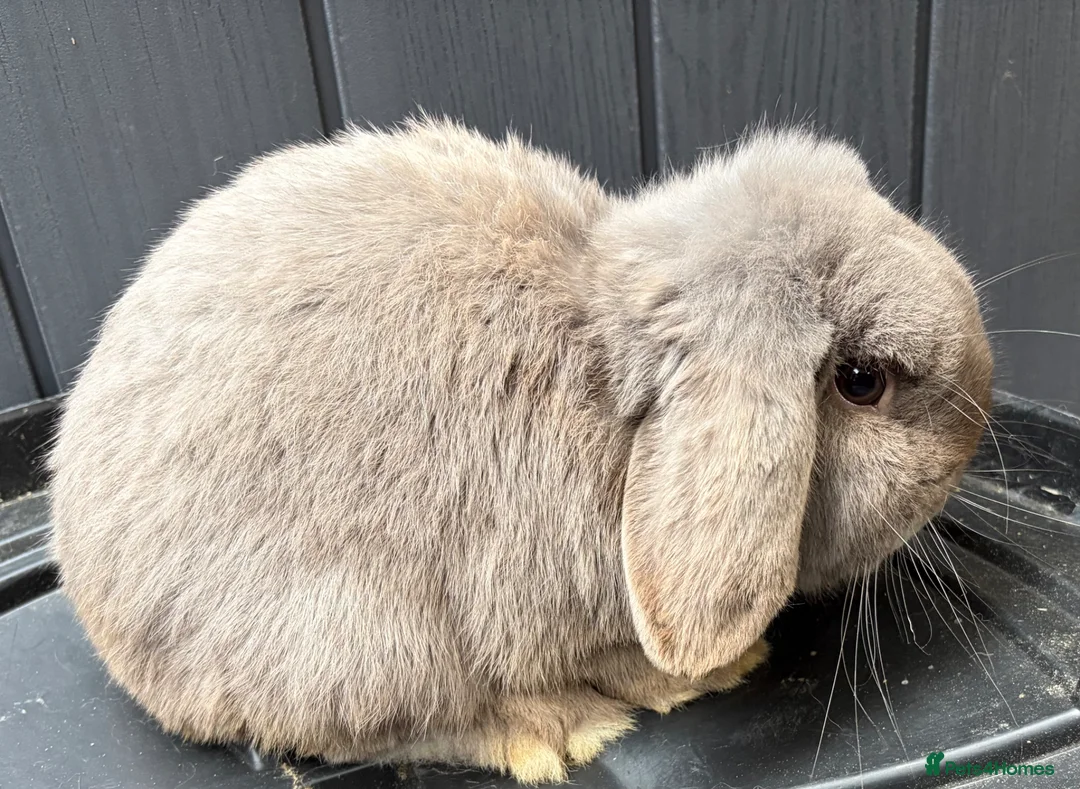 Mini Lop rabbits for sale: Lilac mini lop buck  - Advert 1