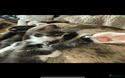Ragdoll cats for sale: RAGDOLL MIX KITTENS  - Image 4