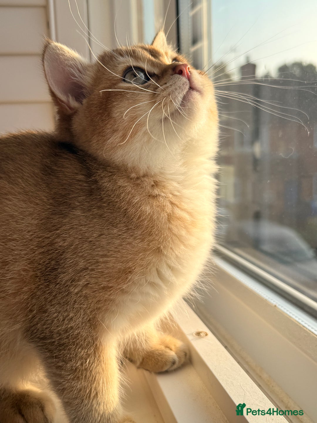 British Shorthair cats for sale: Early BLACK FRIDAY deal available  - Image 16