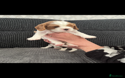 Cavalier King Charles Spaniel dogs for sale: Cavalier King Charles spaniel puppies - Image 2