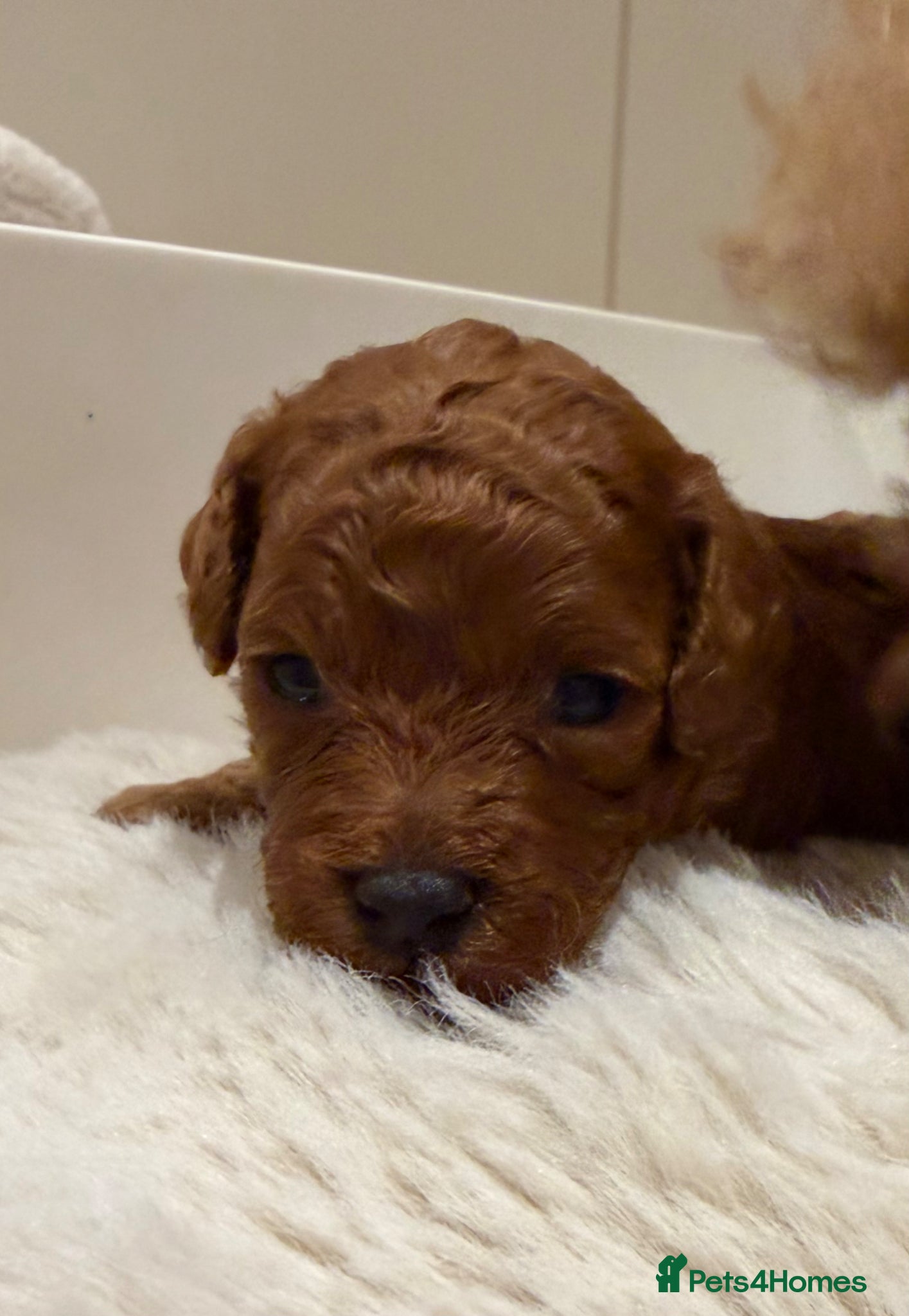 Cavapoo dogs Extensively health tested F1bb Cavapoo puppies  - Advert 12