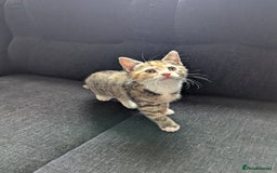Manx cats for sale: Manx/Calico kittens for sale  - Image 1