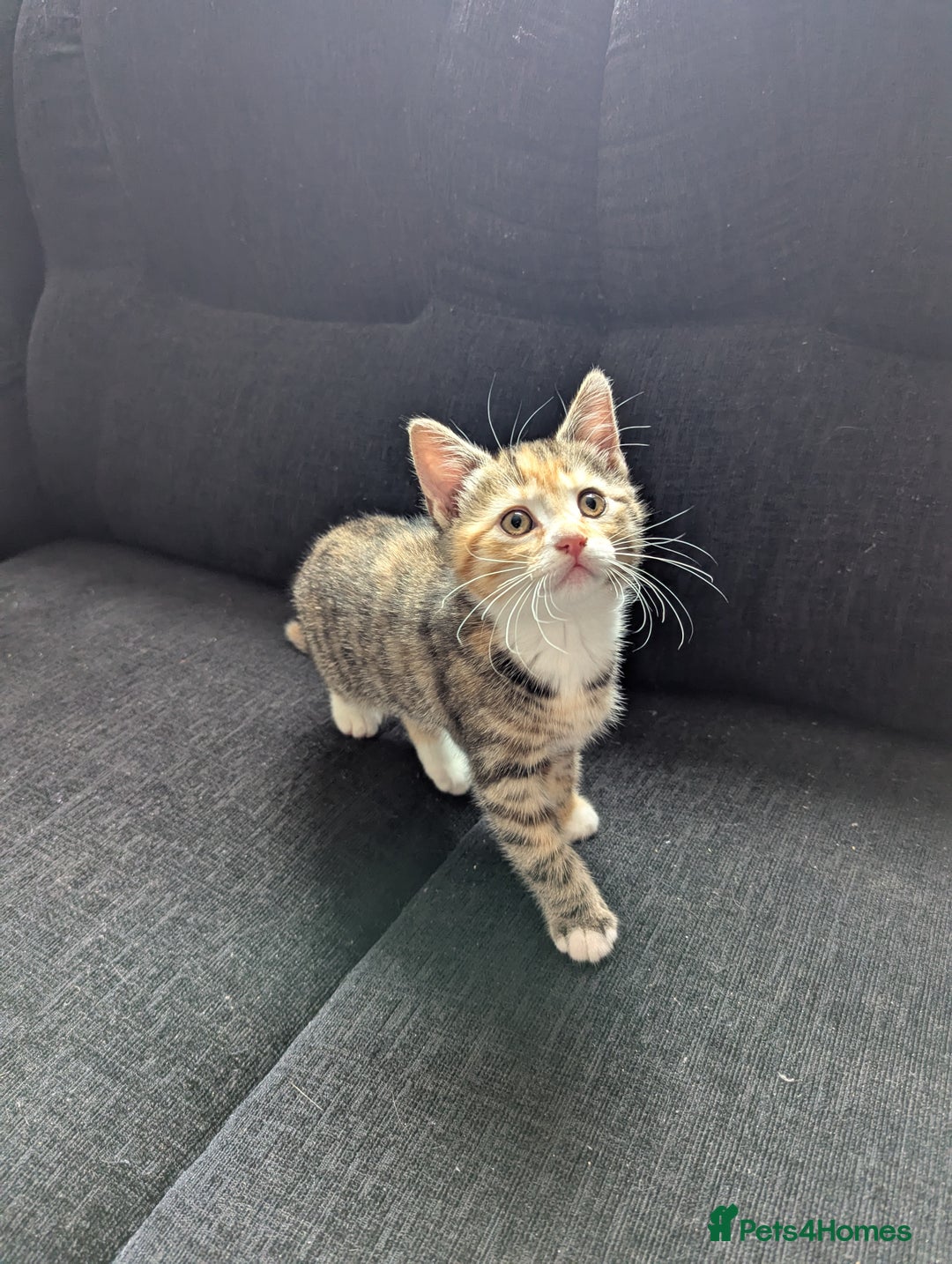 Manx cats for sale: Manx/Calico kittens for sale  - Image 1