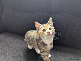 Manx cats - Advert 9