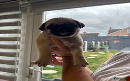 Pug dogs for sale: 🐾 Adorable Pug Puppies for Sale – £700 Each 🐾 - Image 7