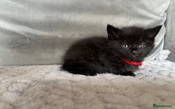 Maine Coon cats for sale: MainecoonxBritish (JOSIE please message me ) - Image 6