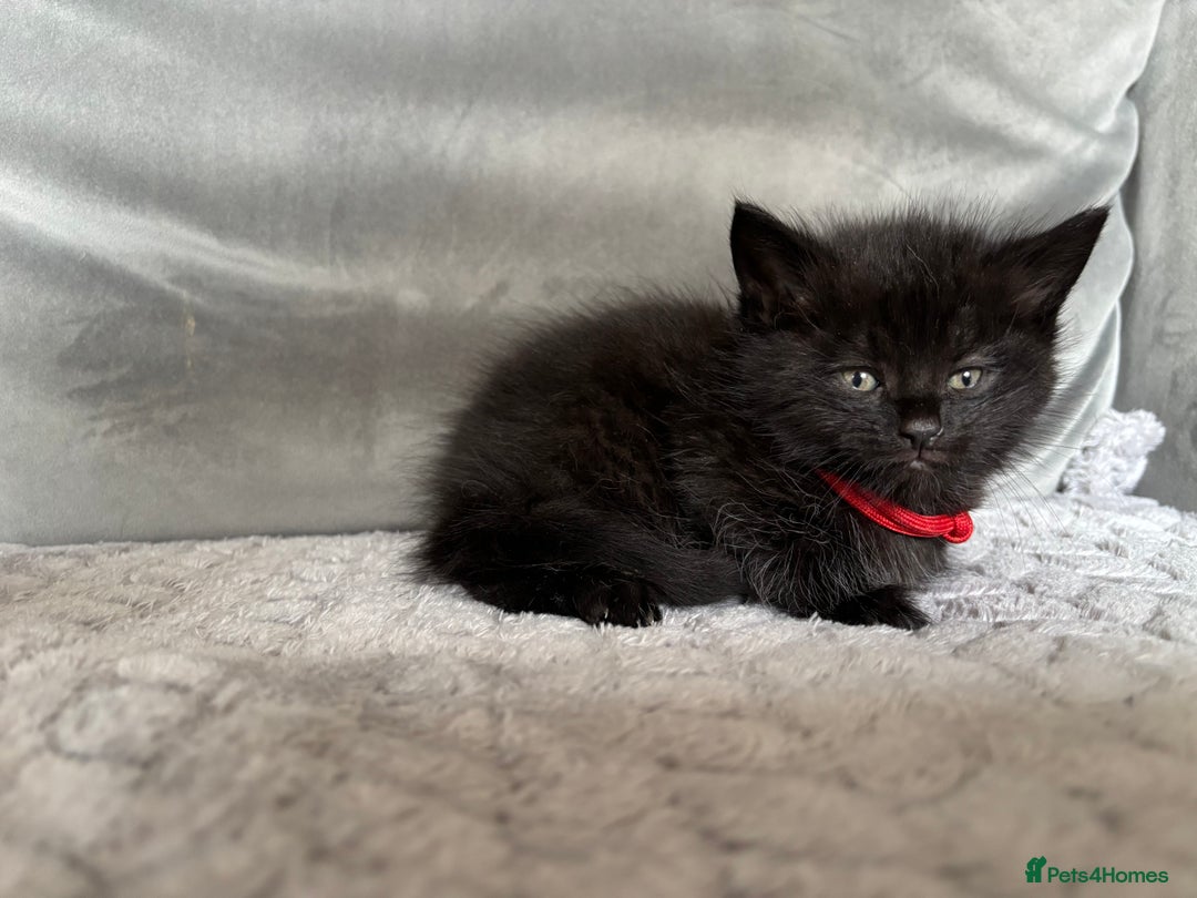 Maine Coon cats for sale: MainecoonxBritish (JOSIE please message me ) - Image 6