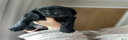 Cocker Spaniel dogs for sale: 3 Black Working Cocker Spaniel Boys READY NOW!  - Advert 6