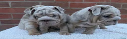 English Bulldog dogs for sale: Mr Muscles litter KC Quality English bulldogs - Advert 7