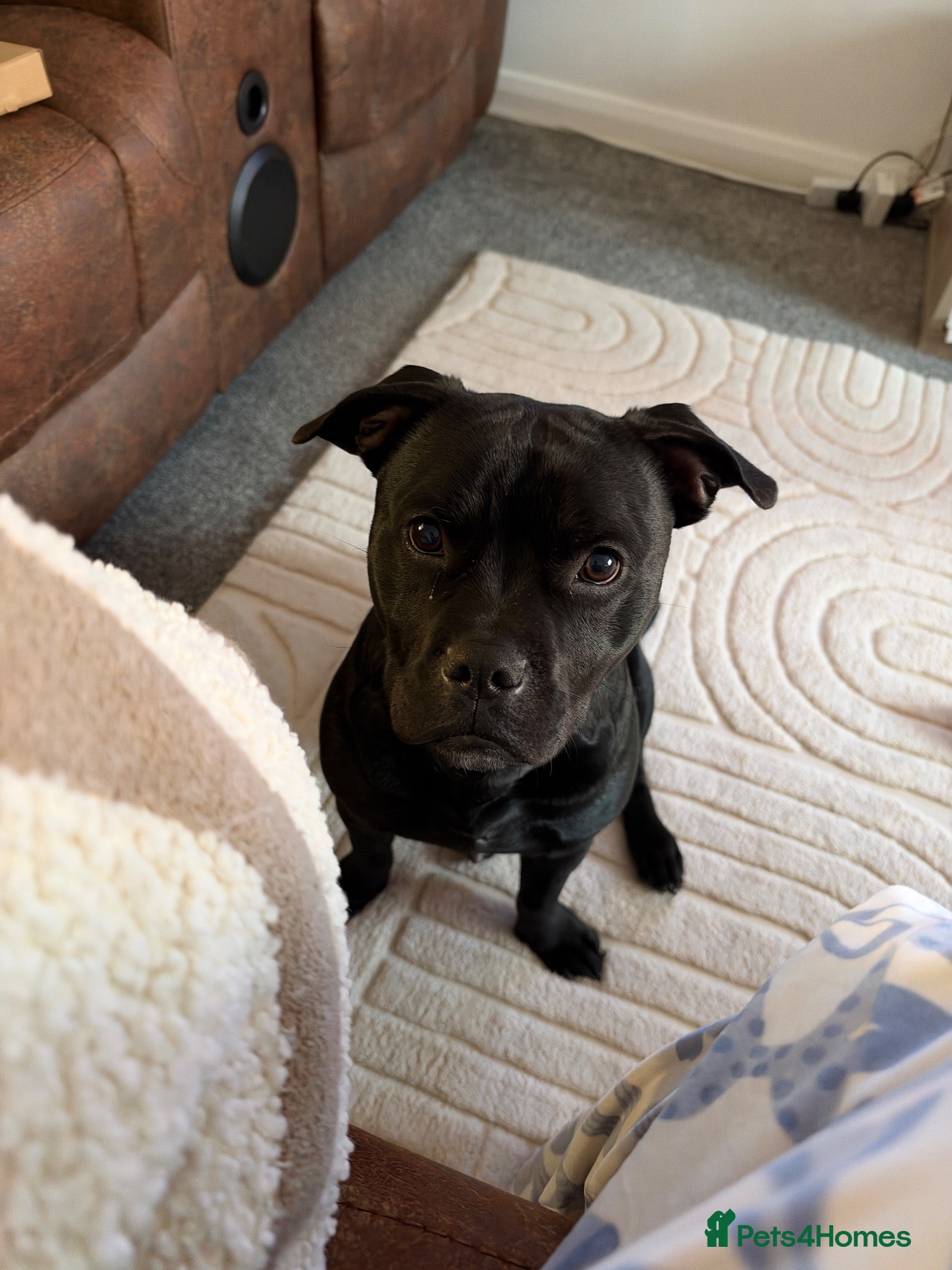Mixed Breed dogs 10 months staffy/frenchie  - Advert 1