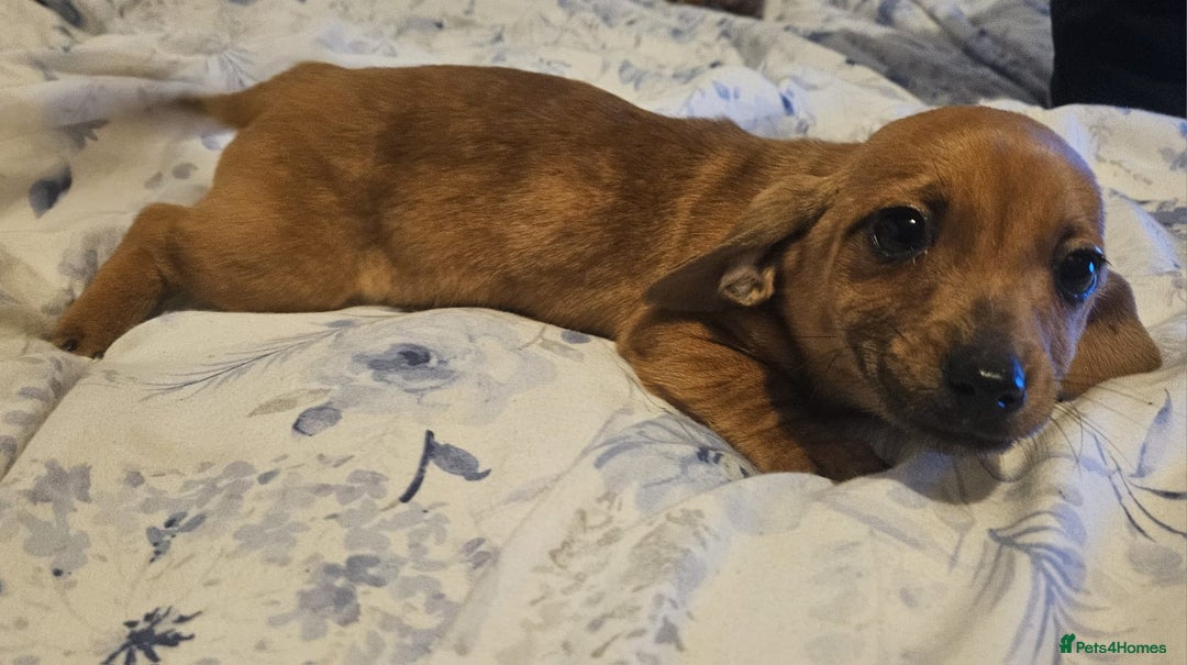 Mixed Breed dogs for sale: Dachshund x jackrussel - Advert 4