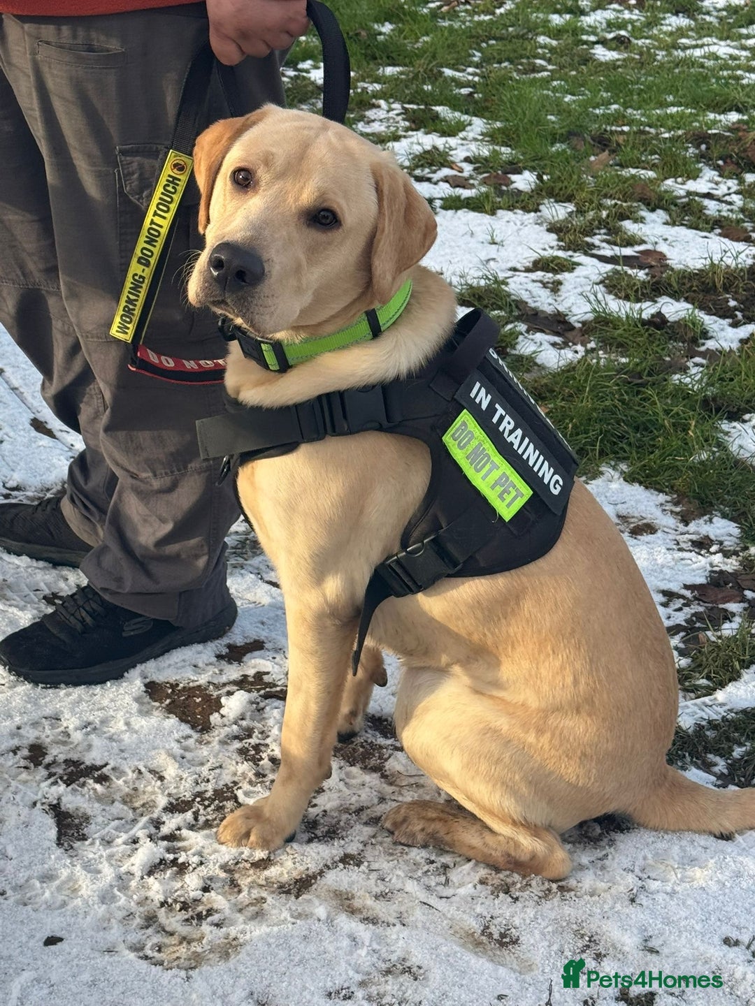 Labrador Retriever dogs for sale: Amazing Labrador for sale  - Advert 2