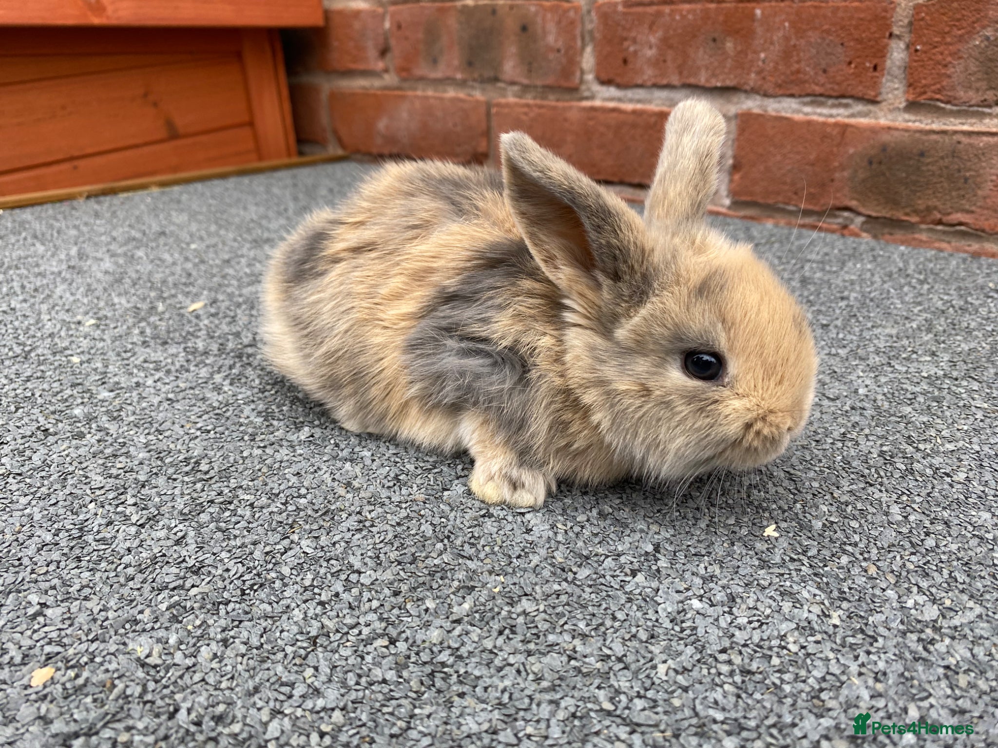 Mini Lop rabbits STUNNING PURE BREED MINI LOPS AMAZING COLOURS  - Advert 8