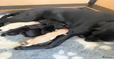 Labrador Retriever dogs - Advert 9