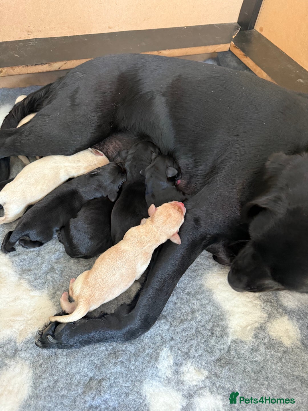 Labrador Retriever dogs for sale: Stunning KC registered fully health tested. - Image 3