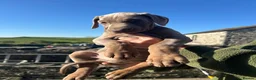 Dobermann dogs for stud: Proven Stud Service Available – Rocco - Advert 8