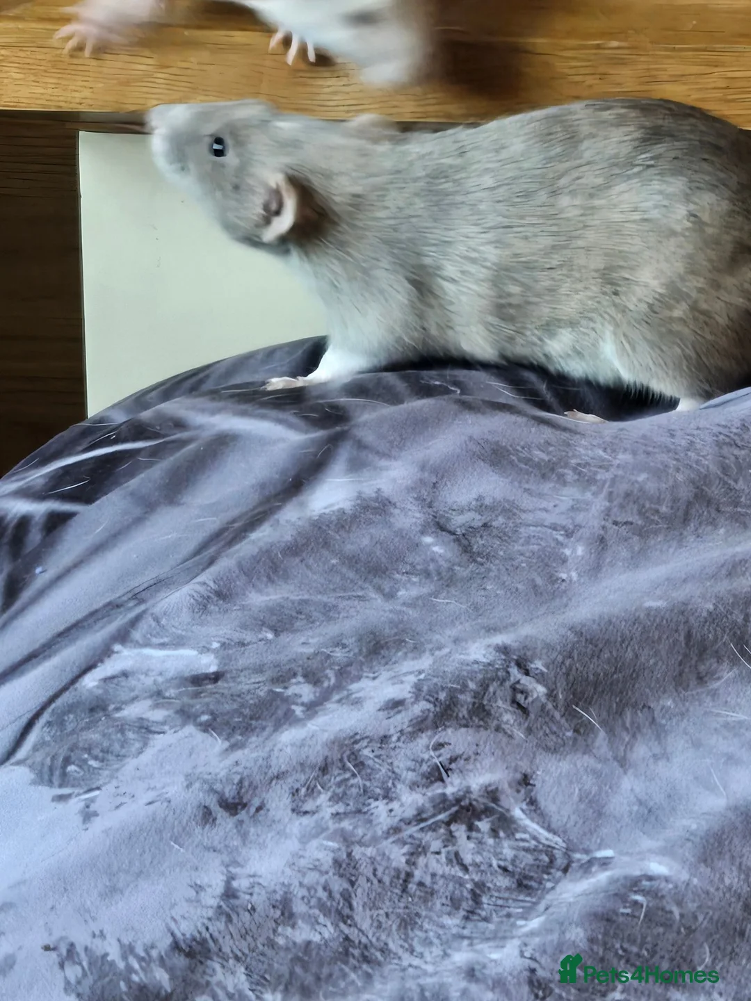 Rat rodents for sale: Baby rats - Advert 2