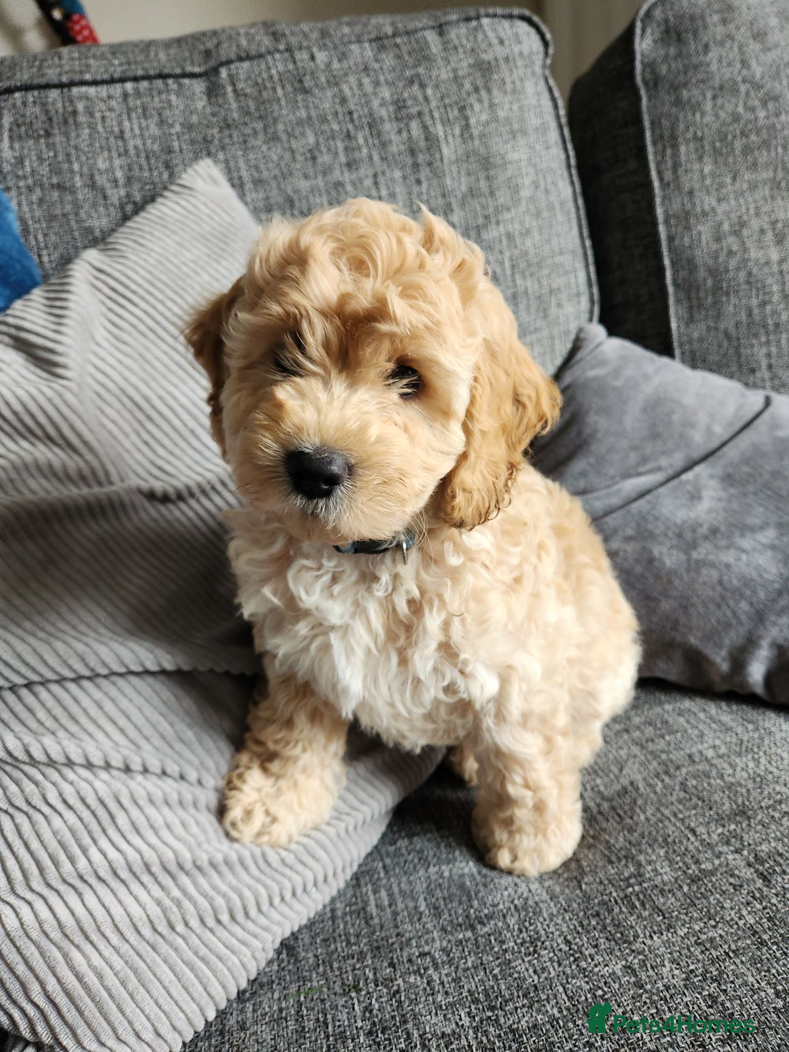 Cockapoo dogs 1 Amazing F1 Cockapoo Pup, Health tested parents - Advert 1