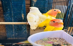 Lovebirds birds for sale: Lutino/pied peach face lovebirds for sale  - Image 5