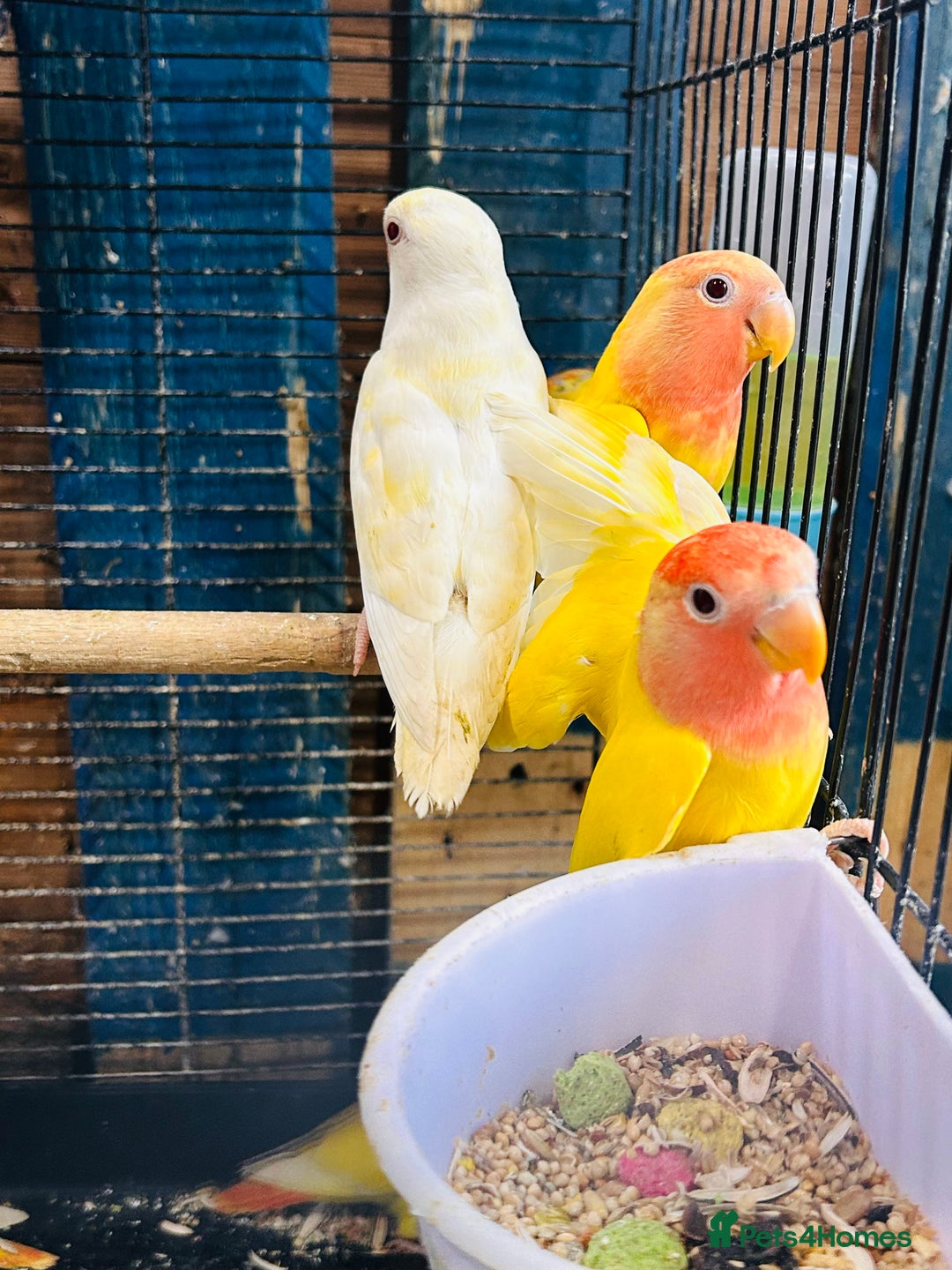 Lovebirds birds for sale: Lutino/pied peach face lovebirds for sale  - Image 5