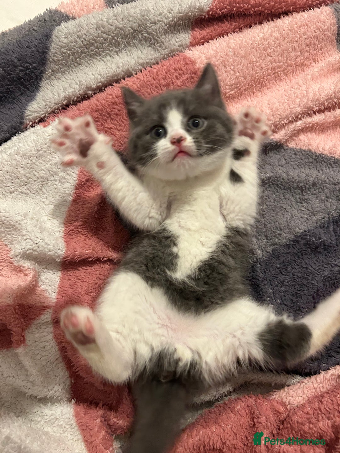 British Shorthair cats for sale: British shorthair kitten  - Advert 5