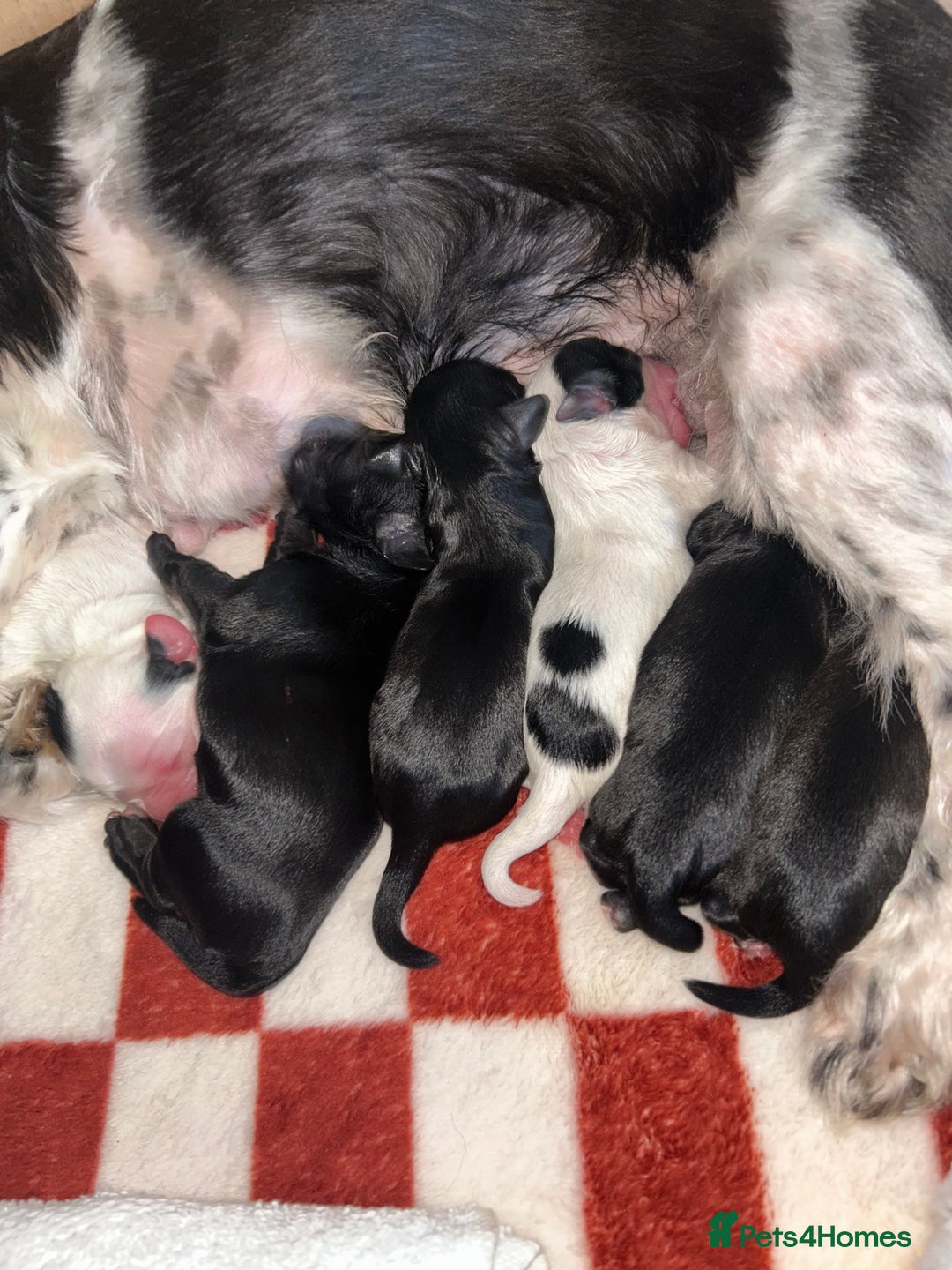 Shihpoo dogs for sale: Gorgeous Toy Shihpoo puppies - Image 1