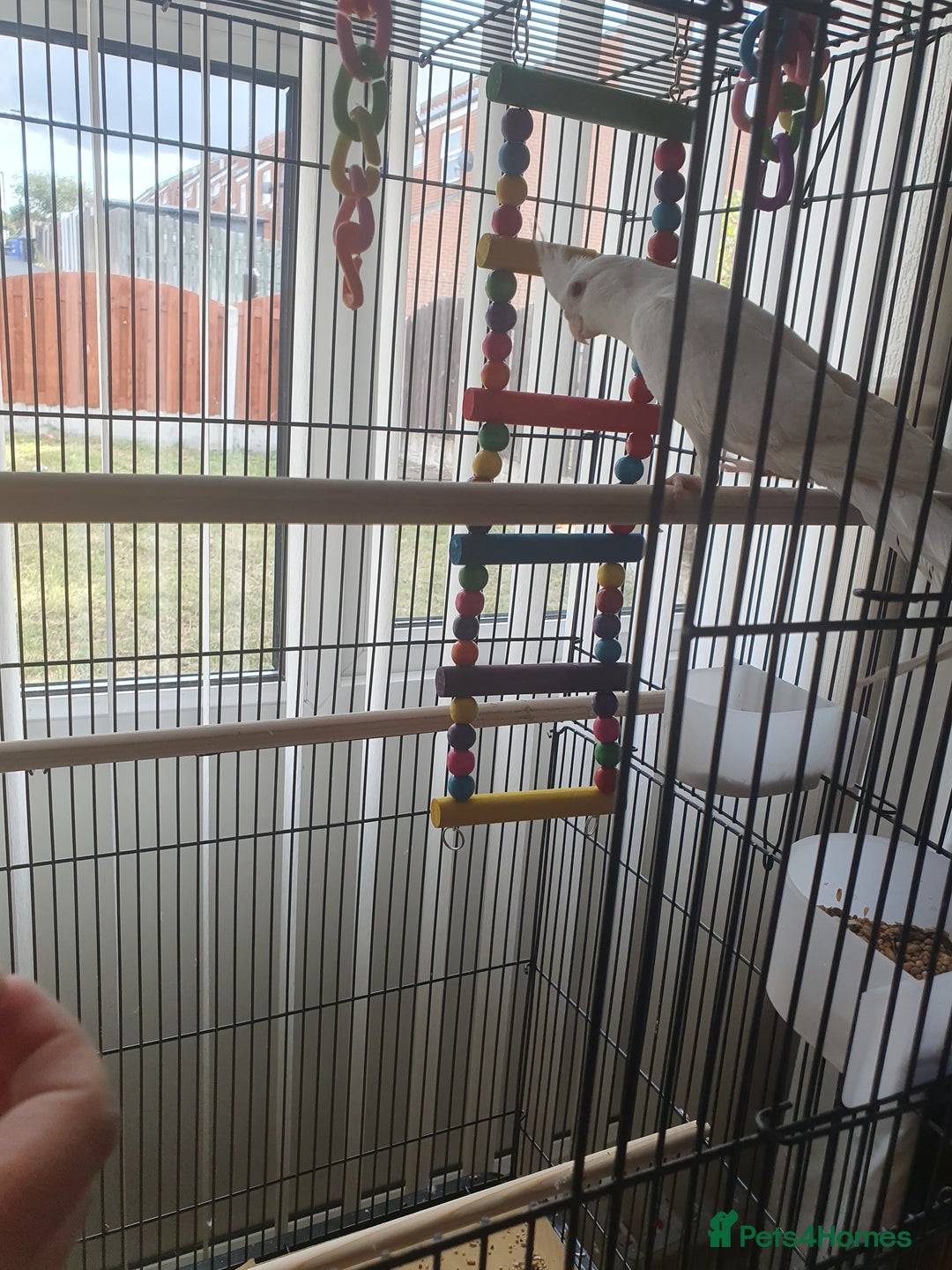 Cockatiels birds for sale: Male cockateil  - Image 3