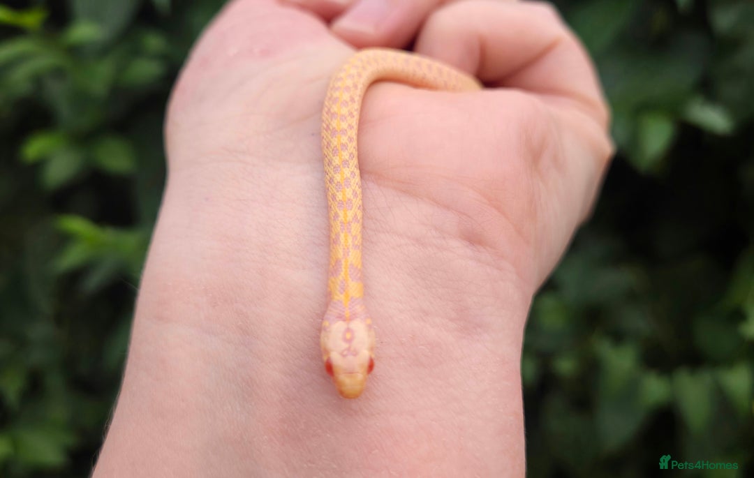 Garter Snake reptiles for sale: Albino Checkered Garter Snake Babies  - Image 3