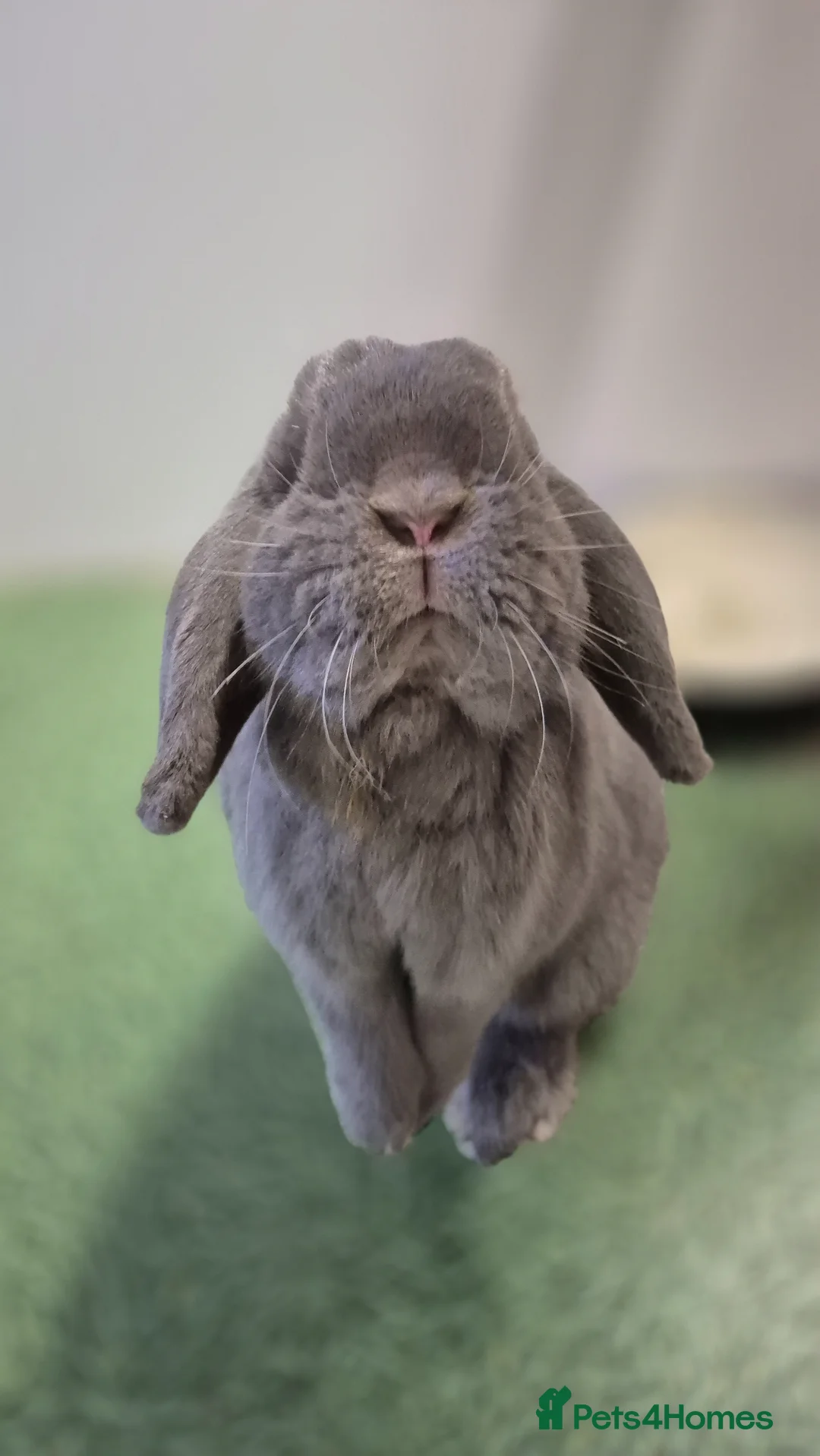 Mini Lop rabbits for sale: Bonded mini lops, neutered & Vaccinated  - Advert 4