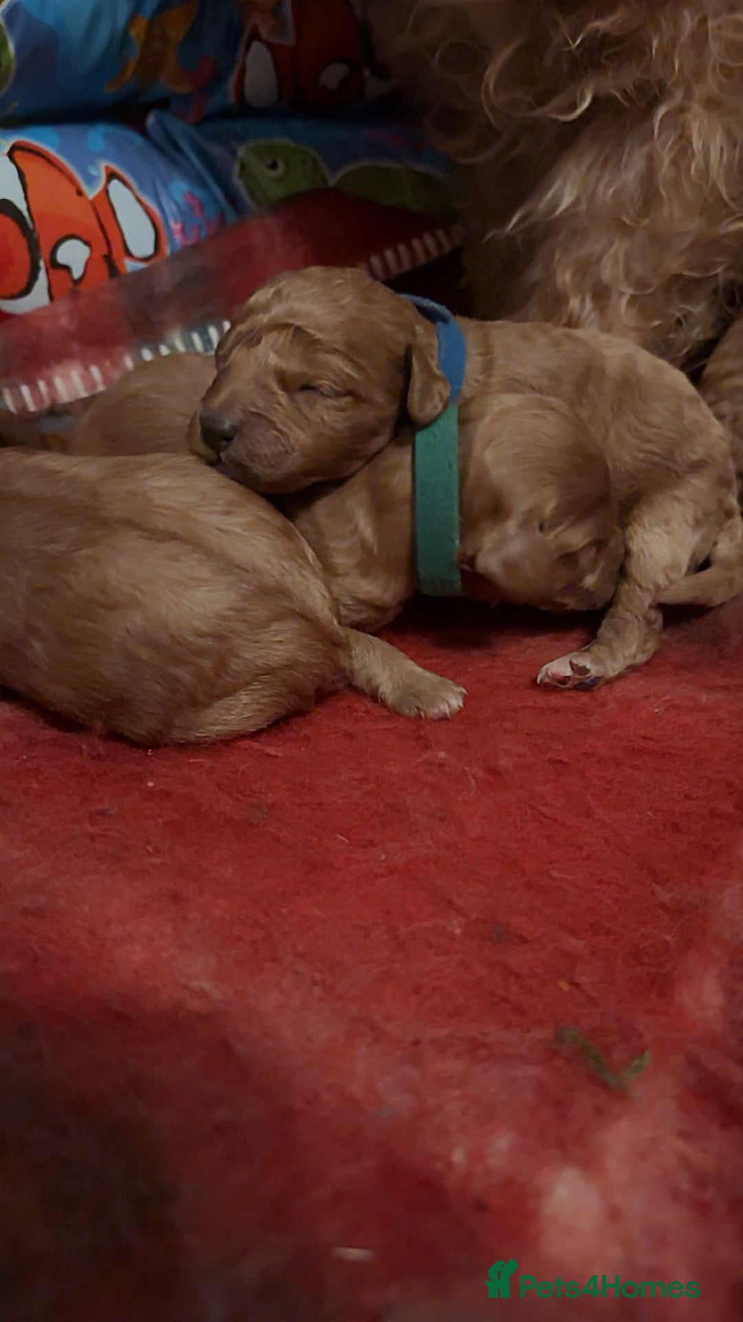 Cavapoo dogs for sale: F1B Red Toy Cavapoos- Health Tested  ************  - Advert 12