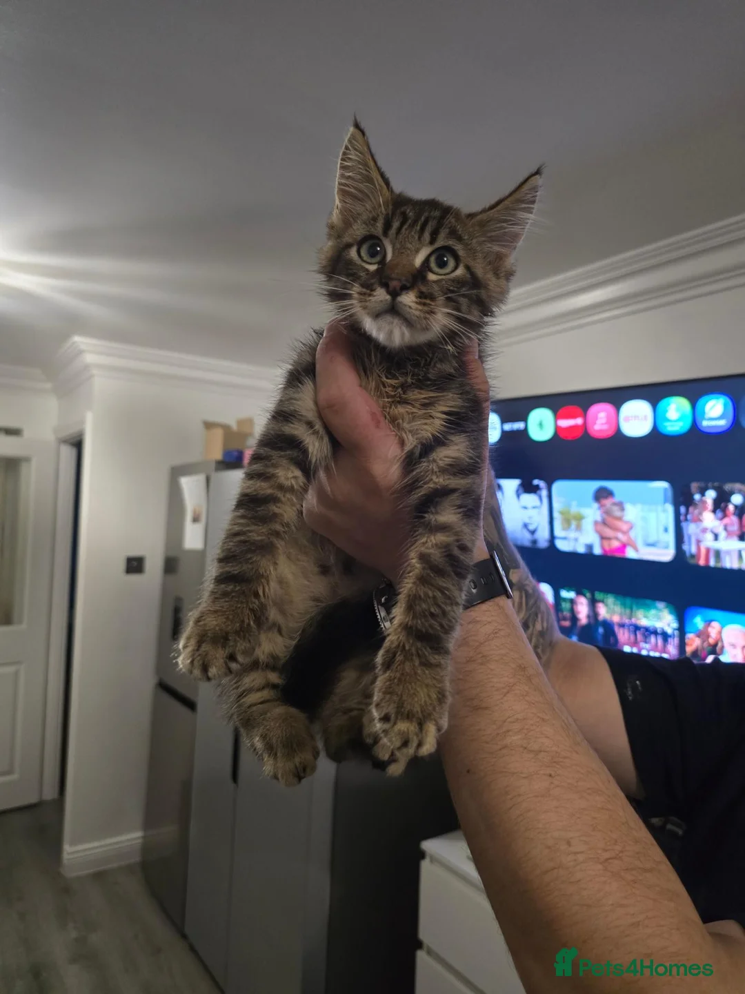 Maine Coon cats for sale: Mainecoon × Snow Lynx Bengal - Advert 1
