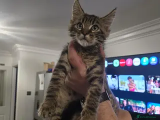 Maine Coon cats Mainecoon × Snow Lynx Bengal - Advert 1