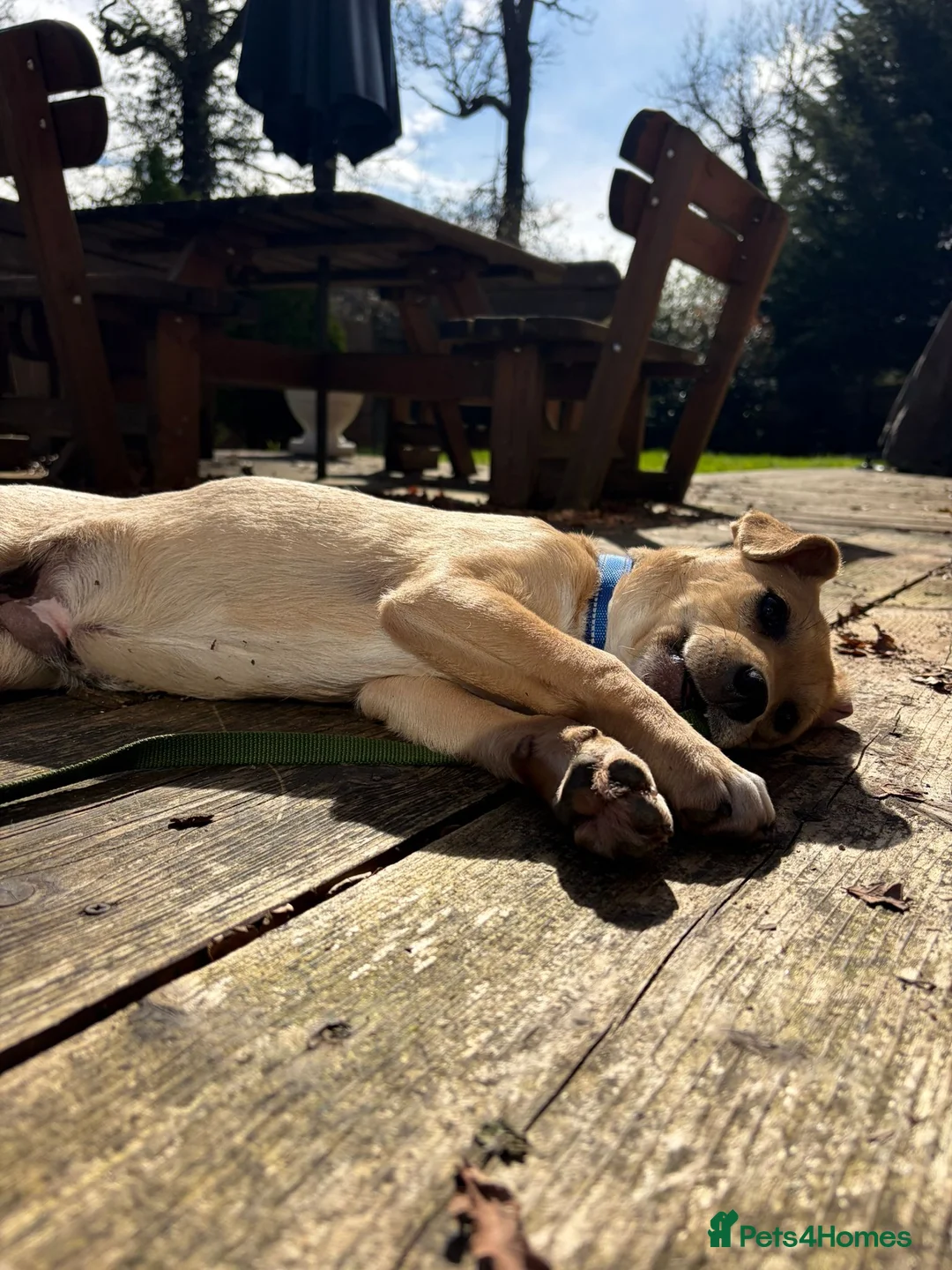 Mixed Breed dogs for adoption: Picolo in St Albans - Advert 11