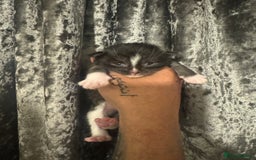 Maine Coon cats for sale: XXL Maine coons ready November  - Image 5