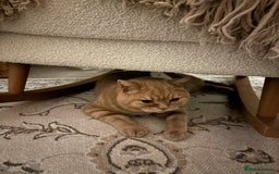 British Shorthair cats for sale: Our wonderful boy, Ferguson for sale  - Advert 3