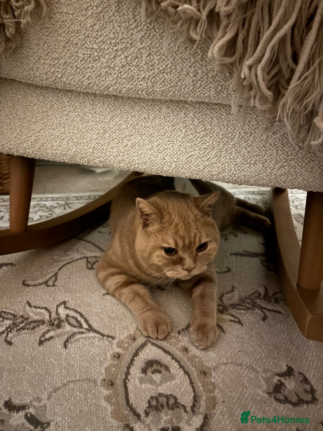 British Shorthair cats for sale: Our wonderful boy, Ferguson for sale  - Advert 3