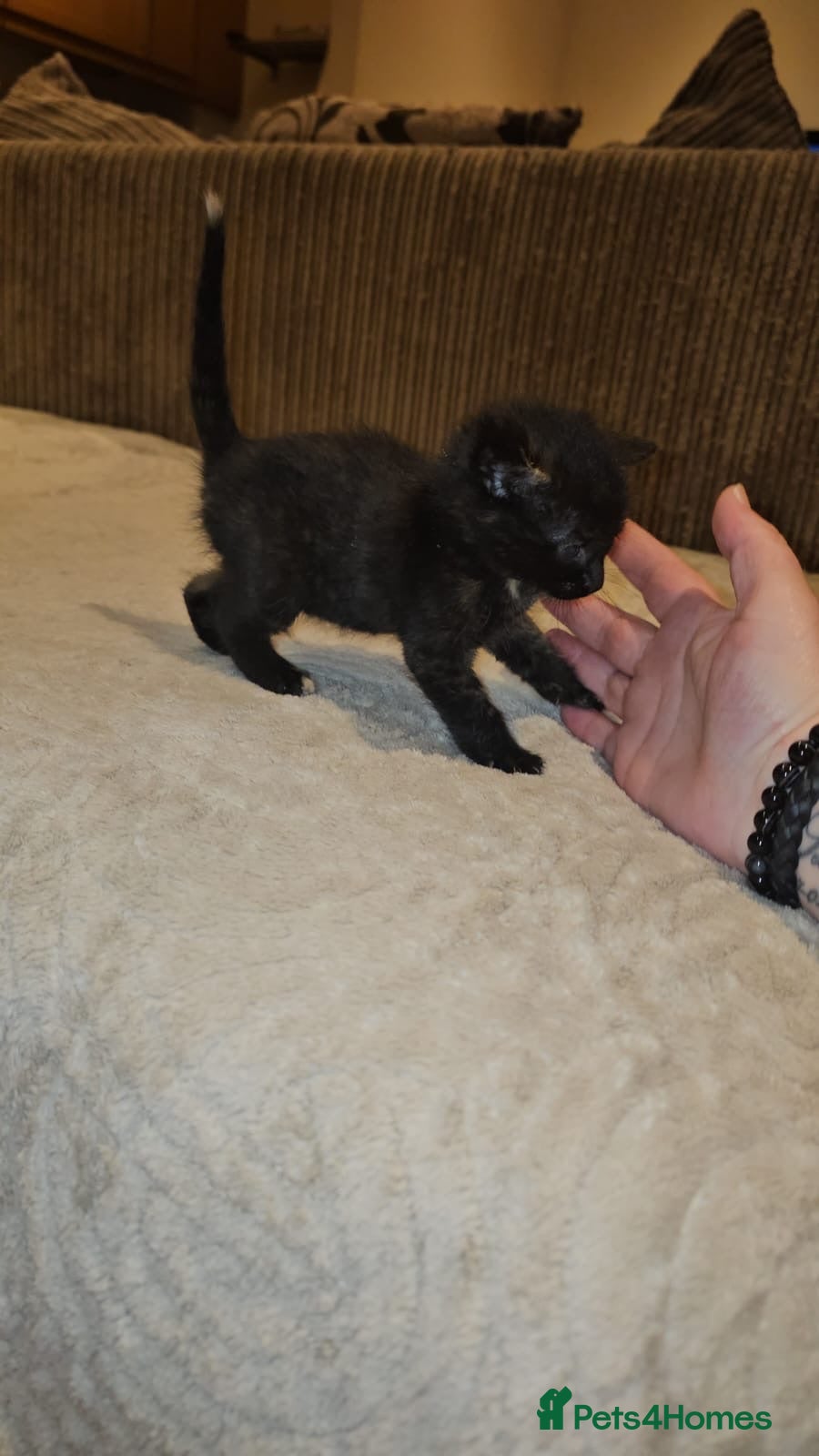 Domestic Shorthair cats Tortoishell rescue kitten needs home of her own - Advert 4