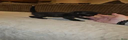 Domestic Shorthair cats for adoption: Tortoishell rescue kitten needs home of her own - Advert 2