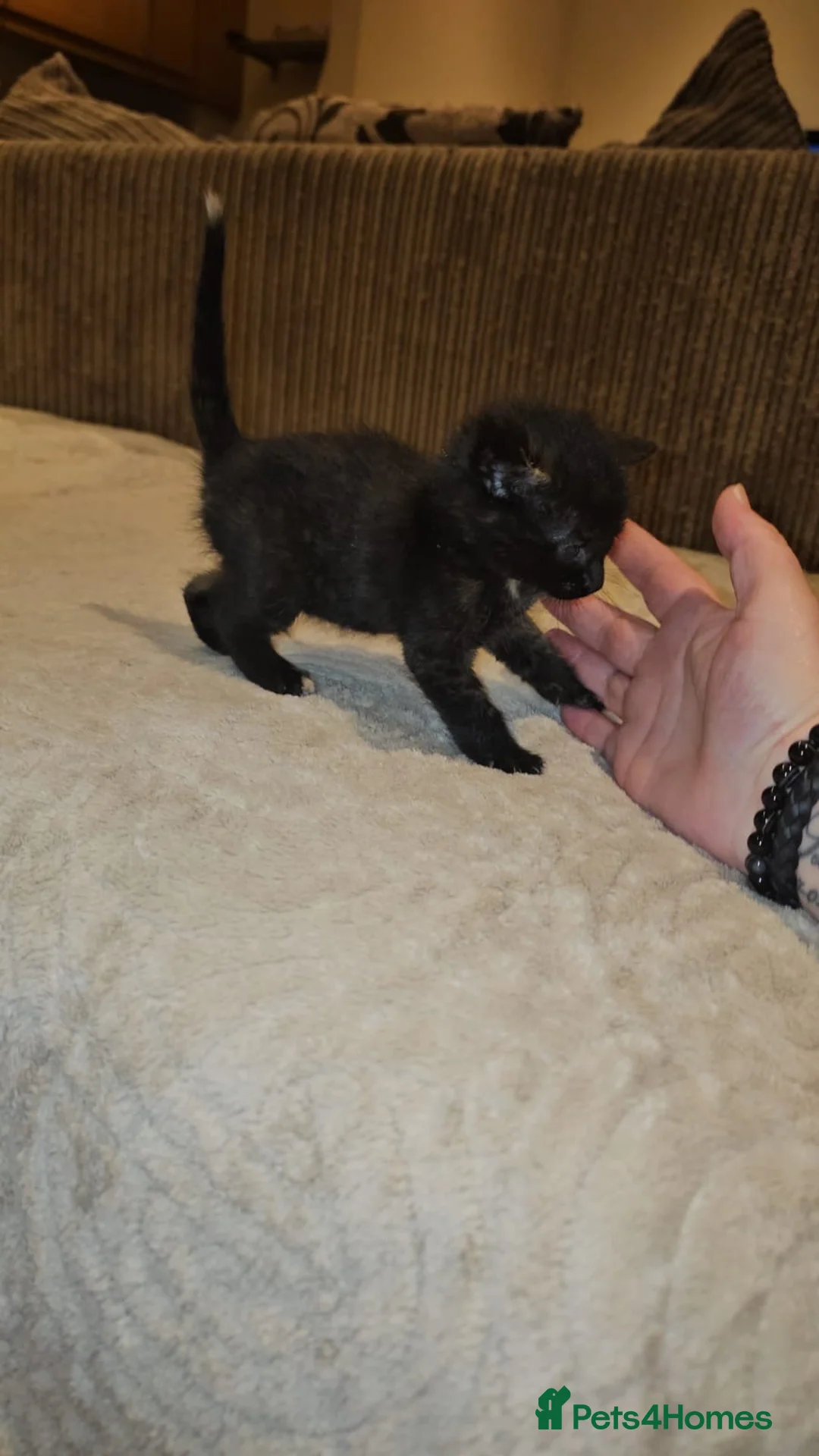 Domestic Shorthair cats for adoption: Tortoishell rescue kitten needs home of her own - Advert 2